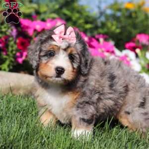 Flora, Mini Bernedoodle Puppy